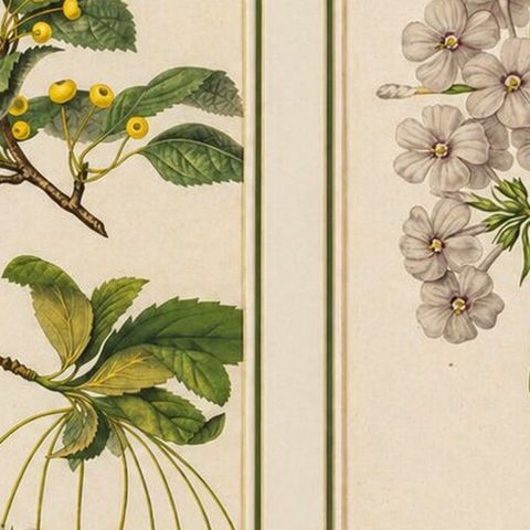 Pair Antique Botanical Lithographs, Sorbus Toringo & Phlox, 1856, close-up 2