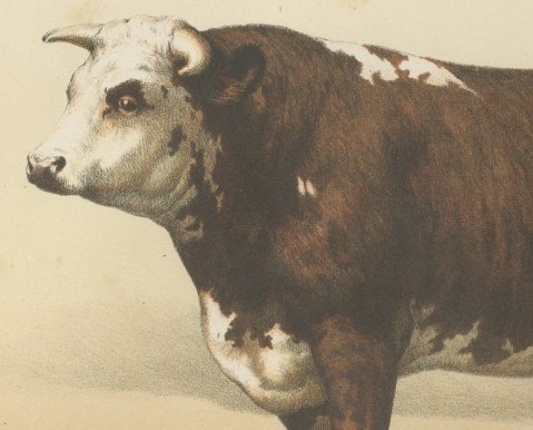 Normandy Bull, French Cattle Breed, Antique Chromolithograph by Borie, 1863, close-up 1