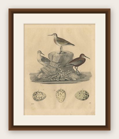Antique Bird Print of Sanderlings, 1847, shown framed