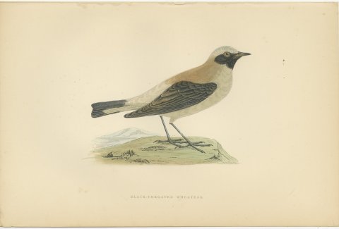 Black-Throated Wheatear on a Grassy Mound, Hand Colored Print, 1896, view 2