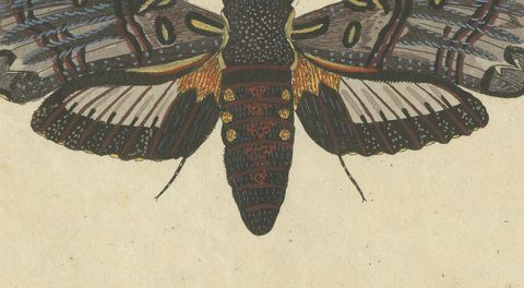 Two Large Exotic Moths, Antique Bertuch Print, circa 1815, close-up 2