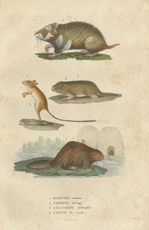Antique Engraving of Rodents: Hamster, Jerboa, Pocket Gopher, and Beaver - 1825, close-up 5