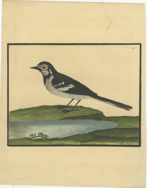 Antique Hand-Colored Engraving of the Water Wagtail by Eleazar Albin, circa 1730, view 2