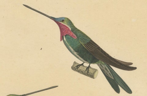 Hummingbird Illustrations: Adult, Young Male, and Female by Huet & Prêtre, 1838, close-up 3