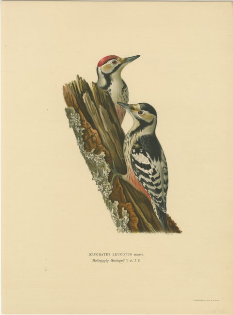 White-Backed Woodpecker Pair on Woodland Trunk, Swedish Bird Print, 1929