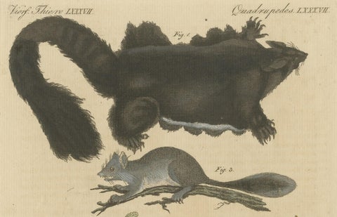 Antique Print of Didelphis species 'Opossum', Flying Squirrel and More, close-up 2