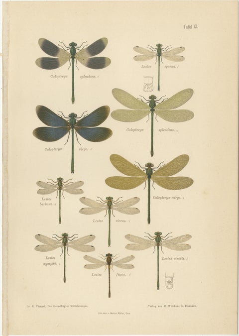 Calopteryx & Lestes Damselfly Lithograph from Die Geradflügler, 1908, view 2