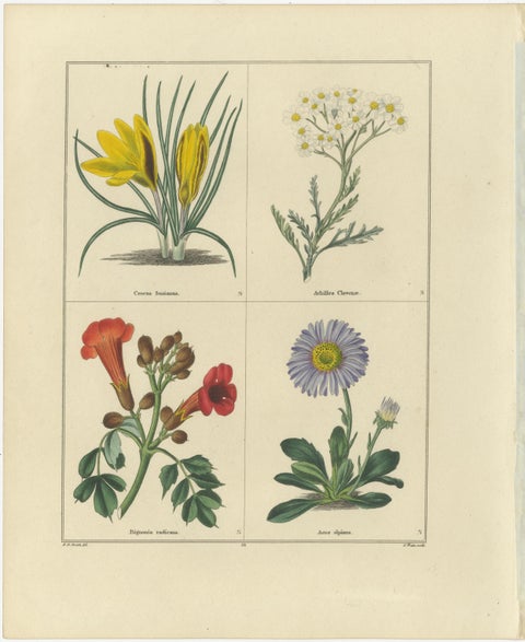 Pair of Hand-Colored Botanical Engravings of Ornamental Flowers, London 1828, view 3