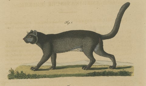 Antique Jaguar & Jaguarundi Engraving, Bertuch, 1813, close-up 5