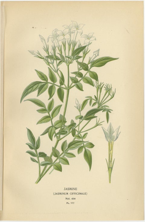 1897 Original Antique Botanical Prints, Persian Cyclamen and Jasmine, view 3