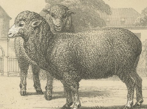 Rambouillet Merino Ram and Ewe of 1786, Antique Sheep Print, 1873, view 4