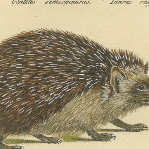 Antique Hand Colored Print of Three Hedgehog Species, close-up 1