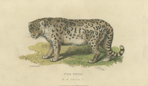 A Hand-Colored Illustration of the Snow Leopard or Once, 1824, view 3