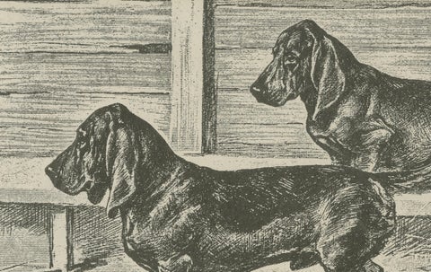 Dachshund Dog Illustration, Antique 1915 Print from Dogs of All Nations, close-up 3
