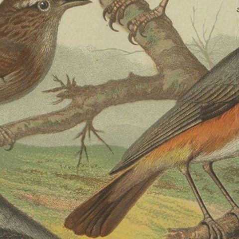 Antique Bird Print of the Robin, Wren, Redstart and Wheatear, circa 1880, close-up 2