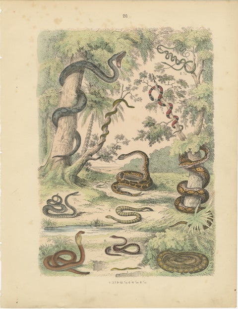 Snakes Print: Boa, Python, Viper, Coral Snake, Antique 1867, view 2