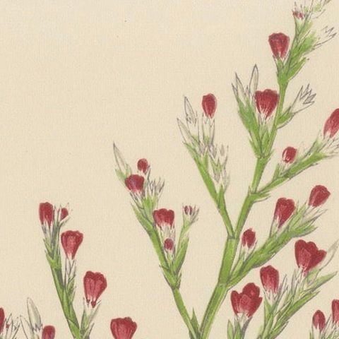 Alpine Botanical Lithograph of Dwarf Hoary Sea-lavender, 1874, close-up 5