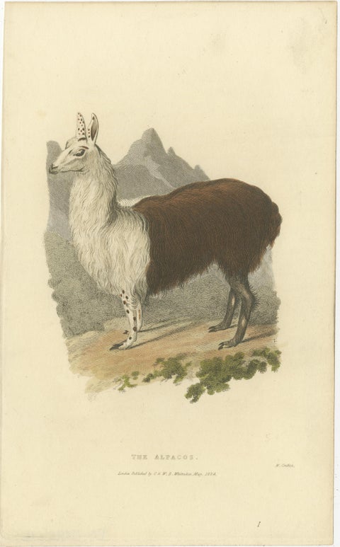 Antique Print with Hand Coloring of an Alpaca, view 2