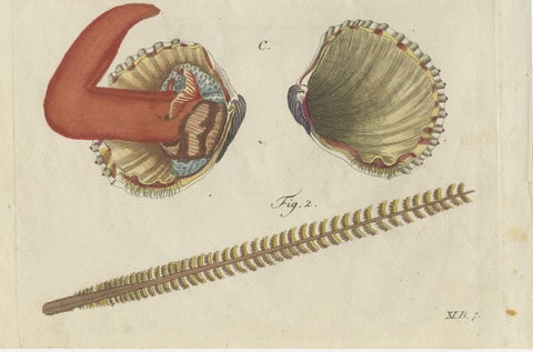 Original Antique Natural History Print of Shipworm and Sea Pen by Bertuch, 1800, close-up 4