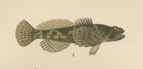 Freshwater Bullhead and Short-Spined Sea Scorpion - Striking Fish Litho, 1895, close-up 3