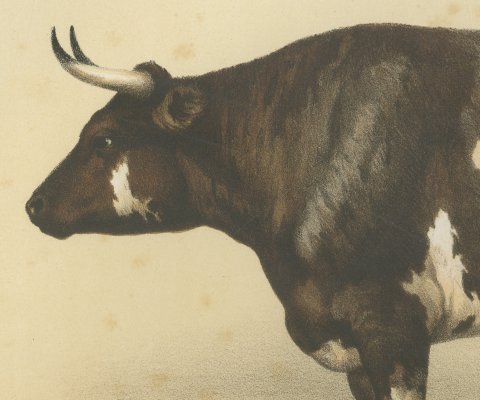 Normandy Ox, French Cattle Breed, Antique Chromolithograph by Borie, 1863, close-up 1