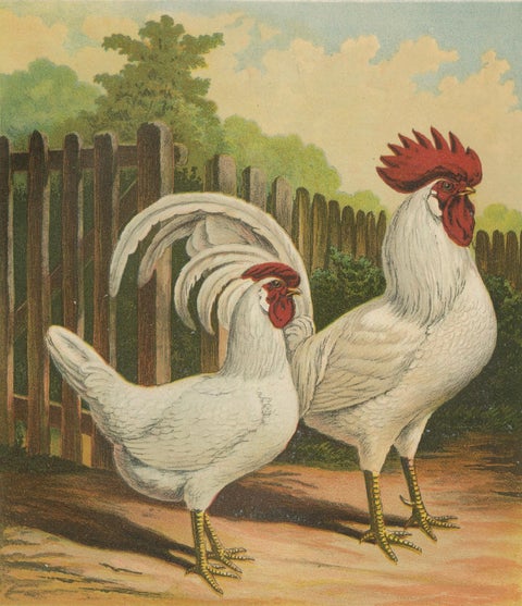 The Elegant White Italian Chicken - A Rare 19th Century Poultry Lithograph, close-up 4