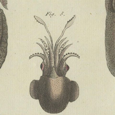 Intricate Depictions of Marine Life: Hand-Colored Copperplate Engraving, 1805, close-up 5
