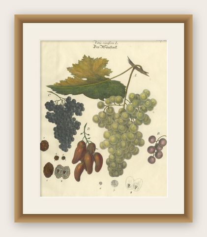 Antique Grape Varieties Botanical Print, Vitis Vinifera Study, c.1831, shown framed