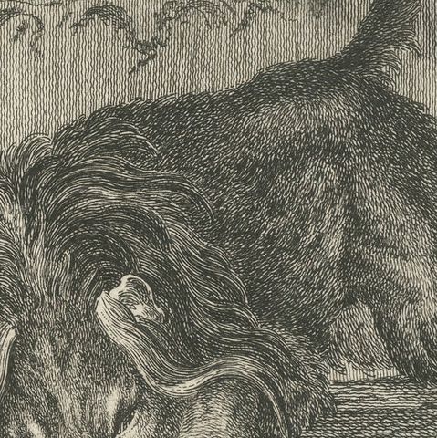 Original Antique Print of an angry Lion, close-up 2