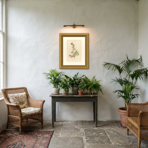 Double Flowering Peach Japonica Stellata, Amygdalus Persica, 1859, shown framed in a room
