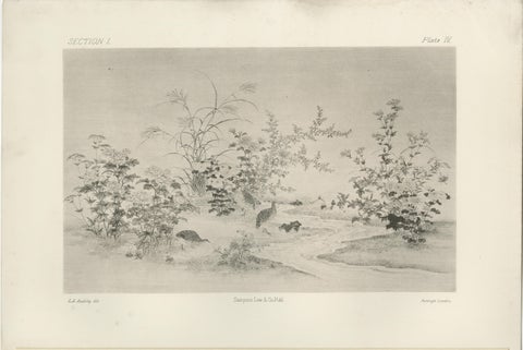 Japanese Nature Scene Prints: Delicate 19th-Century Botanical & Bird Etchings, view 3