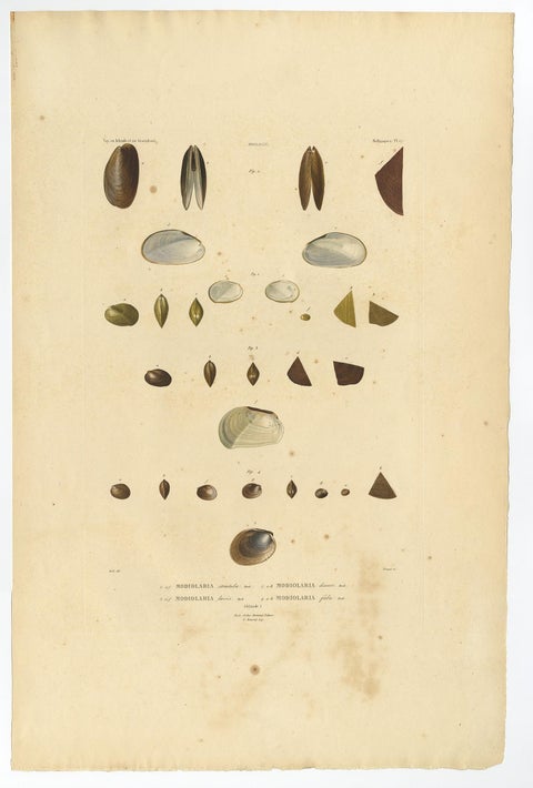 Antique Conchology Prints, Greenland Bivalves and Modiolaria Shells, 1842, view 3