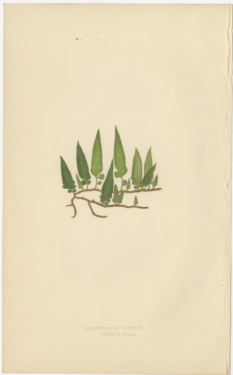 Set of 10 Original Antique Fern Lithographs by Edward J. Lowe, 1856, view 11