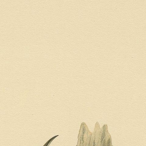 Antique Bird Print of the Eurasian Treecreeper by Von Wright, 1927, close-up 1