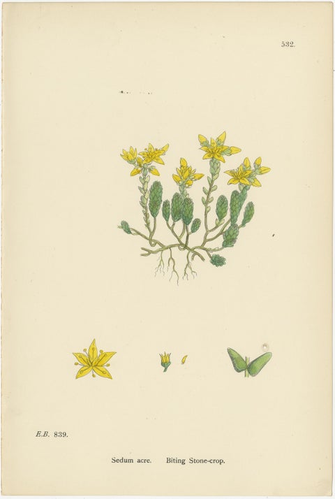 Botanical Engravings of Thick-Leaved, English, and Biting Stone-Crops, 1902, view 4
