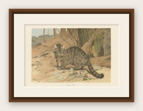 Antique Print of a Wild Cat by Lydekker '1894', shown framed