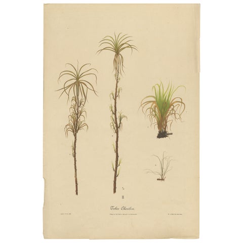 Antique Sugarcane Botanical Chromolithograph, Teboe Cheribon, Java 1892