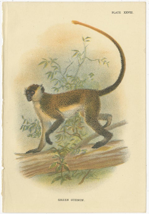 Set of 4 Antique Prints of Guenon Monkey Species by Lloyd, 'circa 1894', view 2