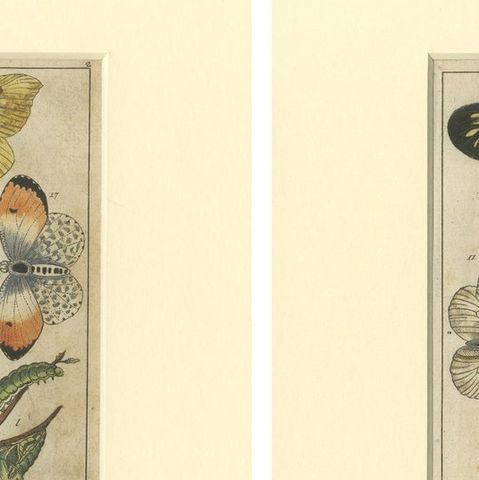 Set of 4 Antique Butterfly Prints Also Showing Caterpillars and Pupae, close-up 1