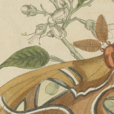 Atlas Moth on a Flowering Branch, Antique Bertuch Print, Vienna, circa 1805, close-up 4