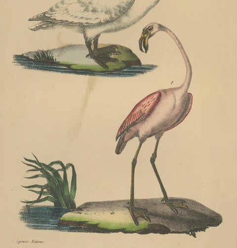 Flamingo & Swan, Antique hand-coloured lithograph, c.1828, close-up 1