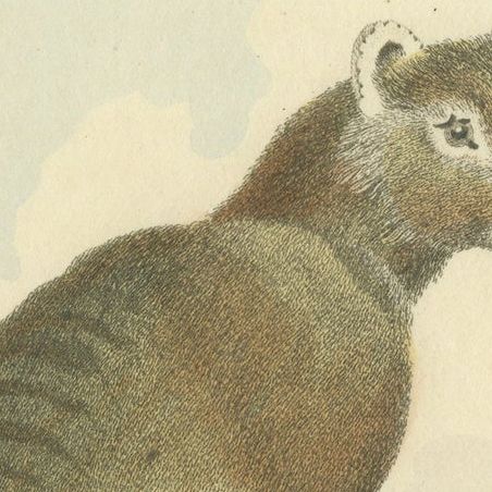 Antique Print with Hand Coloring of a Tasmanian Tiger or Tasmanian Wolf, close-up 4