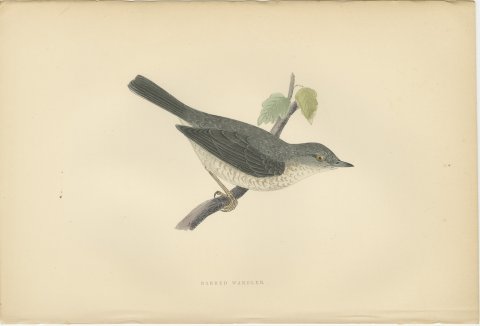 Barred Warbler on a Leafy Twig, Antique Hand Colored Bird Plate, Morris, 1896, view 2