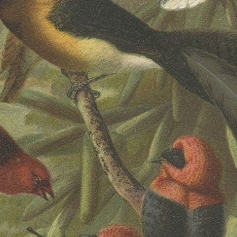 Antique Bird Print of Weaver Birds by American Lithographer Prang, 1898, close-up 2