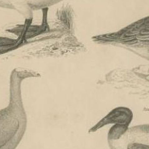 Antique Print of the Wild Swan, Wild Goose and other Birds by Lowry, 1841, close-up 2