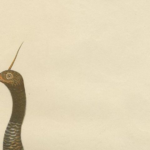 Antique Bird Print of the Horned Screamer by Goldfuss, circa 1824, close-up 1