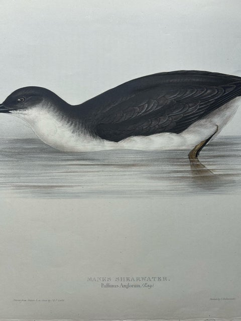 Manks Shearwater, Antique Bird Print by John Gould, c.1832, view 7