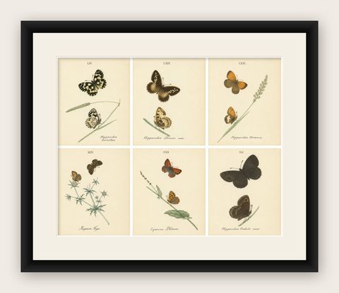 Cabinet-Size British Butterfly Engravings by Jardine & Lizars, 1835, shown framed