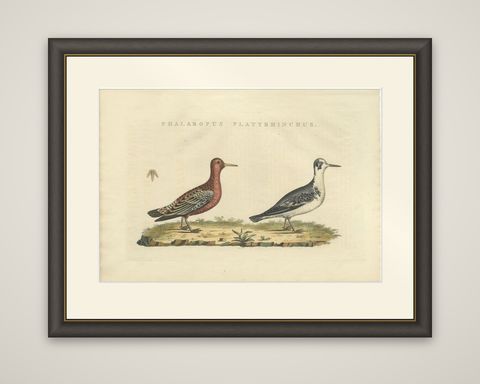 Antique Bird Print of the Red or Grey Phalarope by Sepp & Nozeman, 1829, shown framed