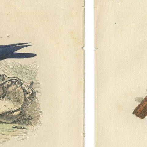 Set of 2 Antique Bird Prints Rave, Western Jackdaw, Nightingale by Buffon, close-up 1